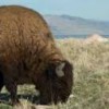 Feeding the BULL MARKET