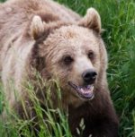 dollar cost averaging in a bear market