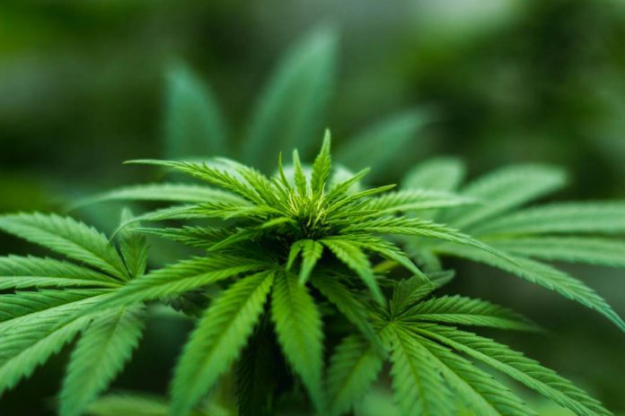 hot to invest in marijuana penny stocks hot to invest in marijuana penny stocks